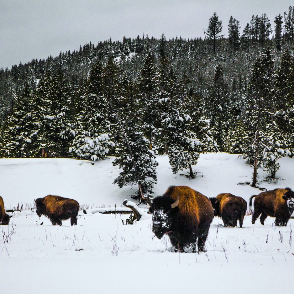 winter yellowstone